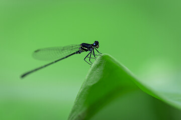 Dragonfly macro view. Dragonfly on green leaves