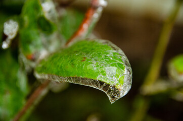 Frozen leaf