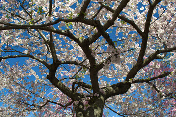 tree in bloom
