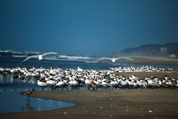Gaviotas en la playa