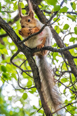 The squirrel with nut sits on a branches in the spring or summer.