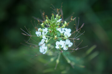 Beautiful white Cleome spinosa or white Spider flower in the garden.
