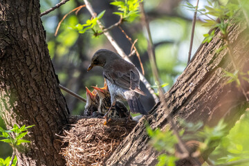 Thrush fieldfare, Turdus pilaris, in a nest with chicks