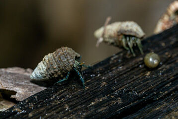Hermit crabs are feeding on the branch of mangrove tree at the wetland on the island in Thailand, sea life macro photography, Hermit Crab Close up Taken Photography.