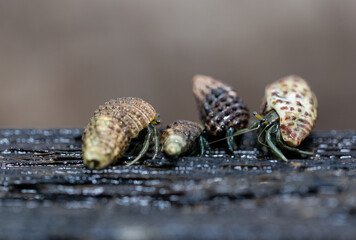 Hermit crabs are feeding on the branch of mangrove tree at the wetland on the island in Thailand, sea life macro photography, Hermit Crab Close up Taken Photography.