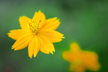 Yellow cosmos flowers blooming in the garden