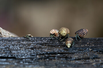 Hermit crabs are feeding on the branch of mangrove tree at the wetland on the island in Thailand, sea life macro photography, Hermit Crab Close up Taken Photography.