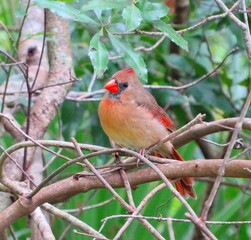 cardinal in Florida state park