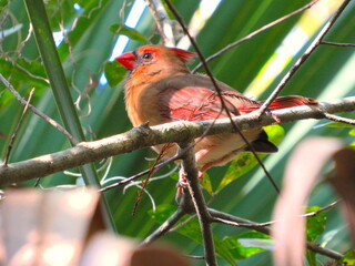 cardinal in Florida state park