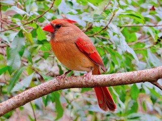 cardinal in Florida state park