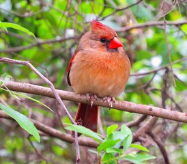 cardinal in Florida state park