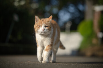散歩する茶白猫