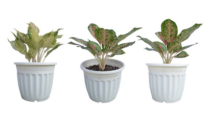 Obraz premium Group Aglaonema,Chinese Evergreen(ARACEAE) in pot is a beautiful and auspicious ornamental plant.Isolate on white background.