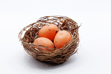 bird's nest with three eggs in studio light