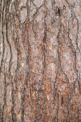 Bark of pine tree. Natural coniferous bark background