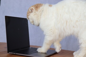 パソコンと動物
