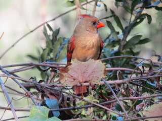 cardinal in the Florida