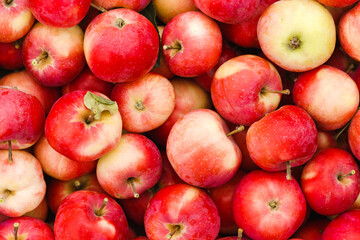 Just picked fruit. Background of red and yellow apples. Fruits are scattered. Harvested crop outdoor