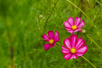 Obraz premium Blossoming grass with a delicate pink flowers on green garden. Background copy space. Close up