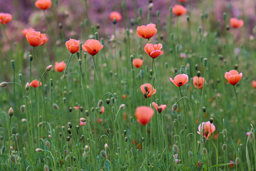 field of red poppies