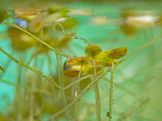 Aquatic plants in the water barrel 