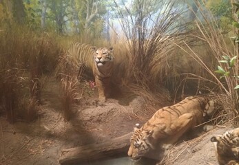Tigres