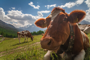 Vaches