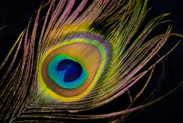 Obraz premium Background, wallpaper, texture. Part of beautiful peacock tail in dark