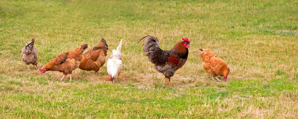 Rooster and chickens grazing on the grass.