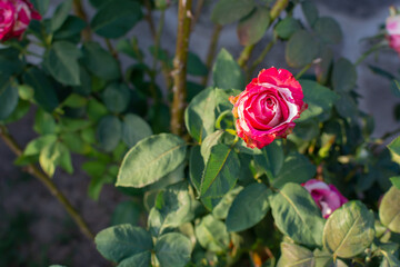 Red and white rose isolated in a garden