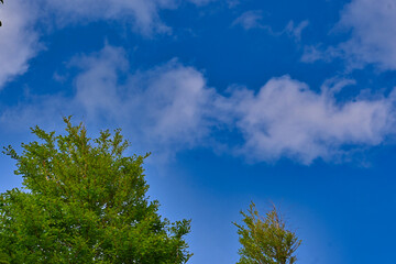 新緑と青空と雲
