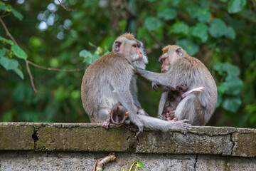 Monkey family at sacred monkey forest, Ubud, Bali , Indonesia. Close up
