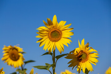 Beautiful landscape with sunflower field over blue sky