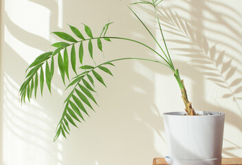  Indoor palm tree in a sunny room with a beautiful interior made from natural materials. decorative palm tree in a blue pot, hard shadows on the wall by the window in the morning in the room