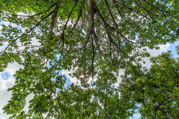 Native flora with lush foliage growing on Hamilton Gardens, New Zealand