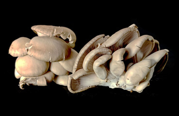 mushrooms isolated on black background