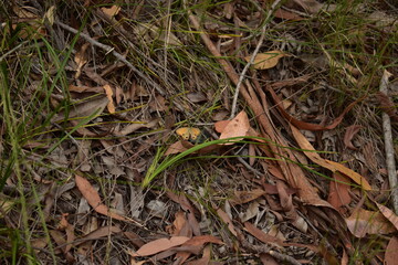 orange ringlet butterfly resting on the ground amongst leaf litter and perennial grasses