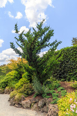 Tree in Tudor Garden in Hamilton Gardens in New Zealand.