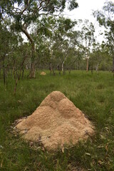 termite mound in open eucalypt forest with perennial grasses