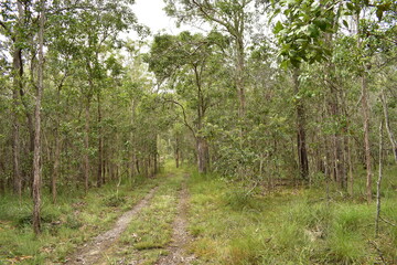 Fototapeta na wymiar vehicle track winds through eucalypt forest with grassy understorey