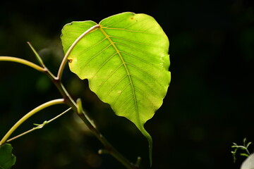 close up of a green leaf