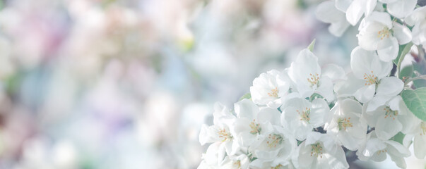 Spring defocused background of apple tree flowers. Bokeh from flowers, colored background. Defocused white flowers of an apple tree. Copy space