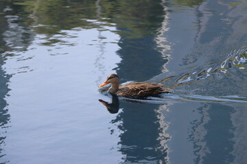 Patos en estanque sin personas