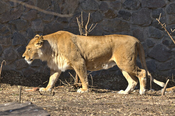Close up portrait of a walking adult lioness. Photo from animal life. A very large wild cat.