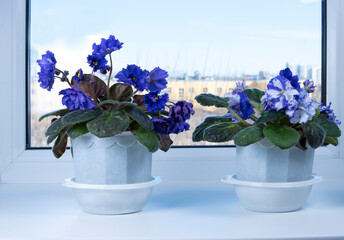 Blooming violets flowers on windowsill. Potted indoor plant with white and blue flowers