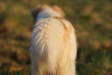 A Dog On The Meadow 2