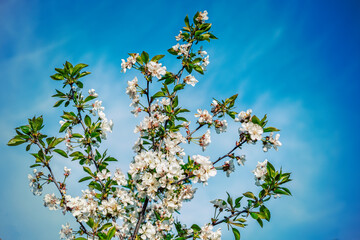 branches and flowers of cherry blossoms against a blue sky. natural background. Blooming plant branches in spring warm bright sunny day. White tender flowers background. Spring symbol. toned