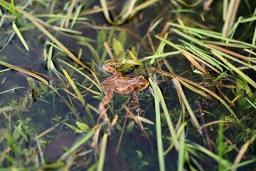 A Frog In The Pond