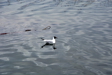 White gull swims in the lake