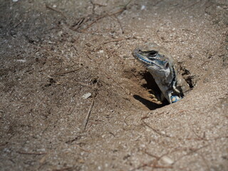 Butterfly agama or Small-scaled or Ground lizard in the burrow on the sand at Khao Sam Roi Yot National Park, Orange and black color stripes on yellow and brown skin of Tropical reptiles in Thailand